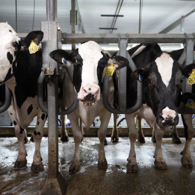 Cows stand in the milking parlor of a dairy farm in New Vienna, Iowa, on Monday, July 24, 2023. The bird flu outbreak in U.S. dairy cows is prompting development of new, next-generation mRNA vaccines