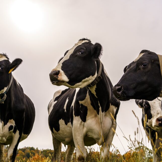 Dairy cows are seen grazing in Wisconsin