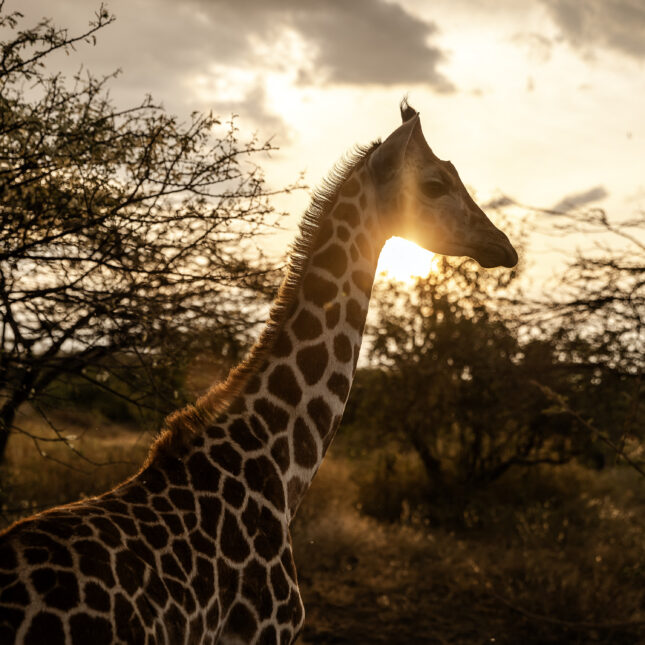 A baby giraffe stands surrounded by trees, as the sunset light shines from behind and below its neck — Q&A coverage from STAT