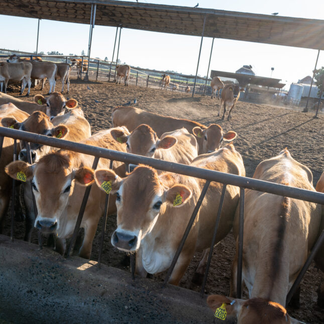 Dairy cows gather at a farm in Visalia, California.