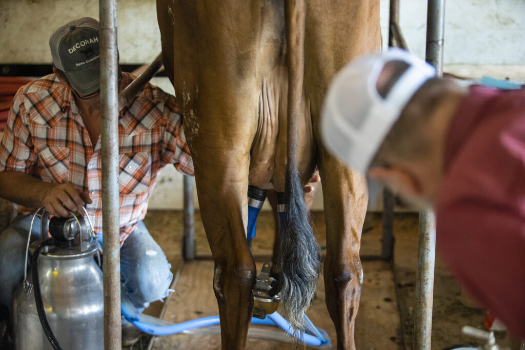 DECORAH, IA - JULY 9: Aaron Lovstuen milks a cow at the Winneshiek County Fair in Decorah, Iowa on Tuesday, July 9, 2024. (Photo by KC McGinnis for STAT).